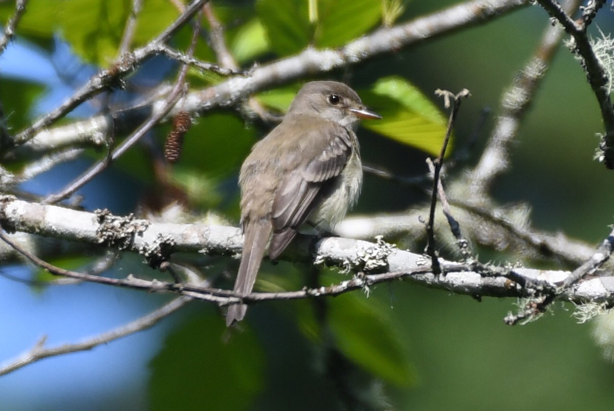Willow Flycatcher - ML588320851