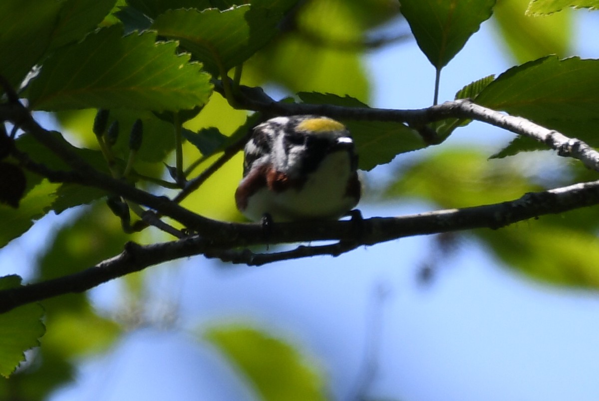 Chestnut-sided Warbler - ML588321001