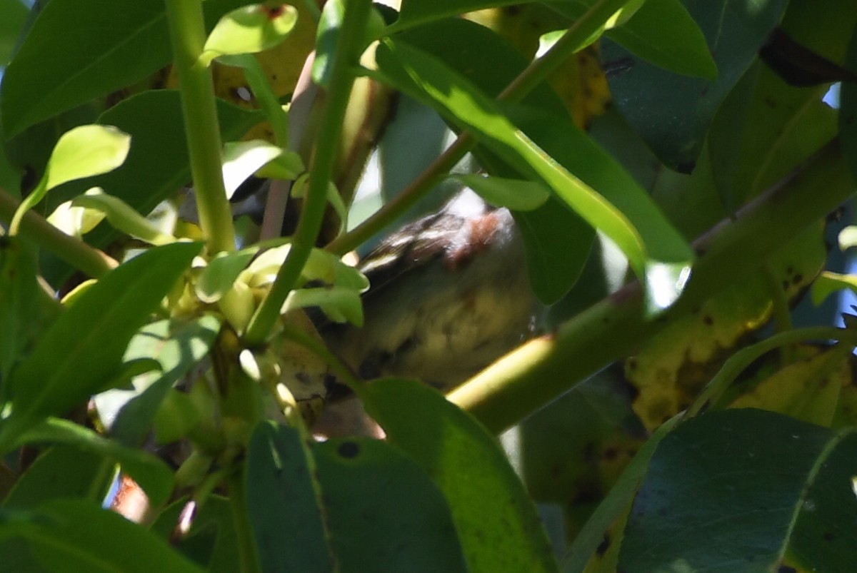 Chestnut-sided Warbler - ML588321021