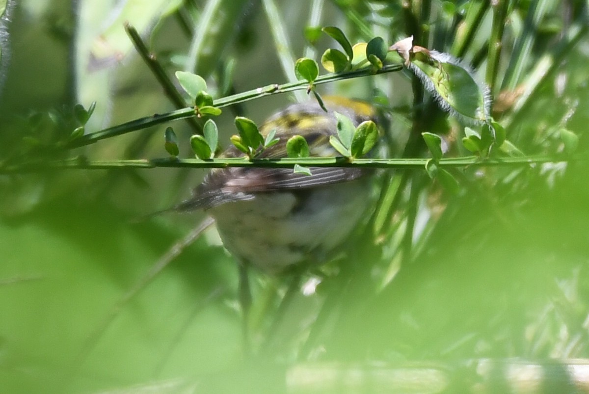 Chestnut-sided Warbler - ML588321031