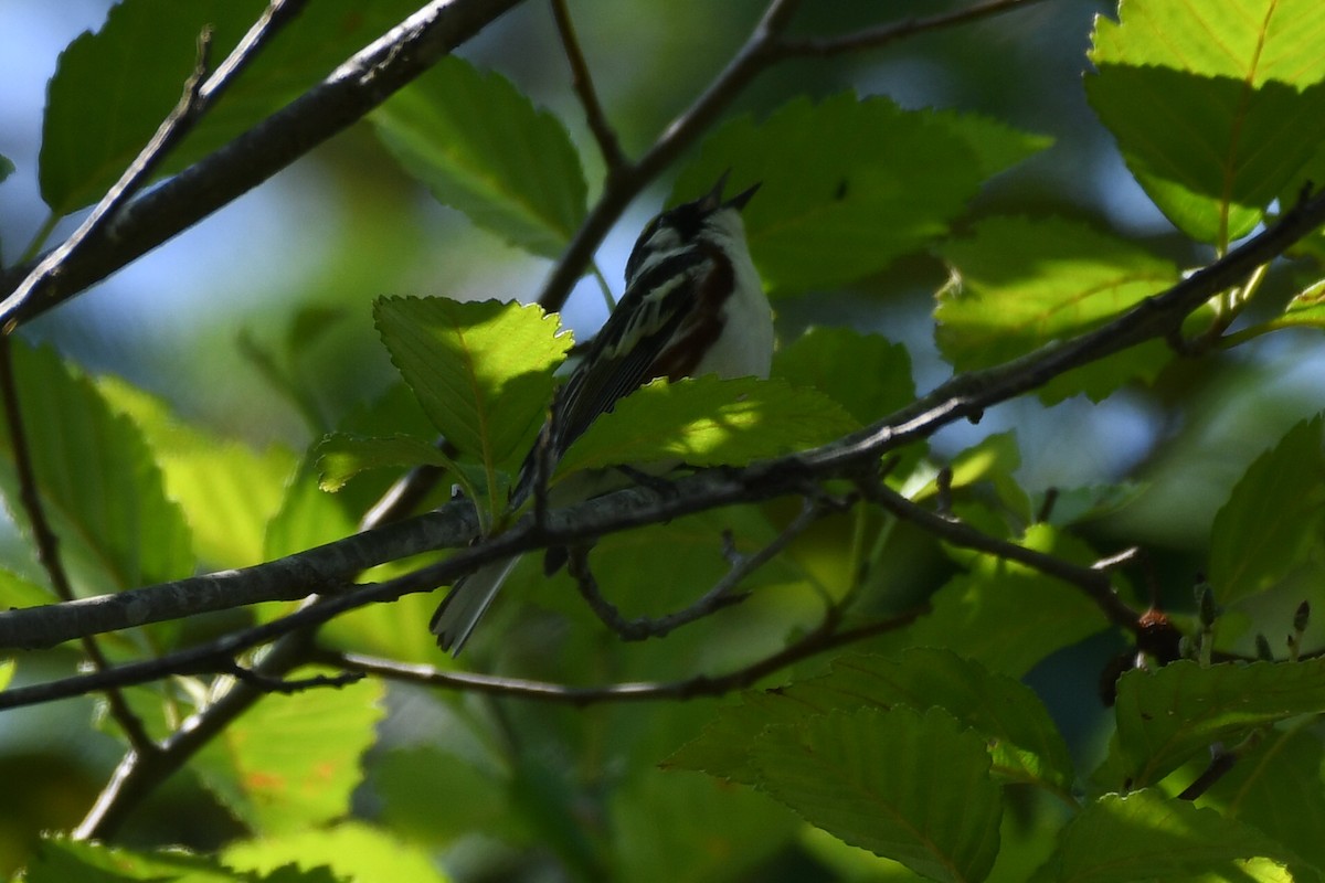 Chestnut-sided Warbler - ML588321041