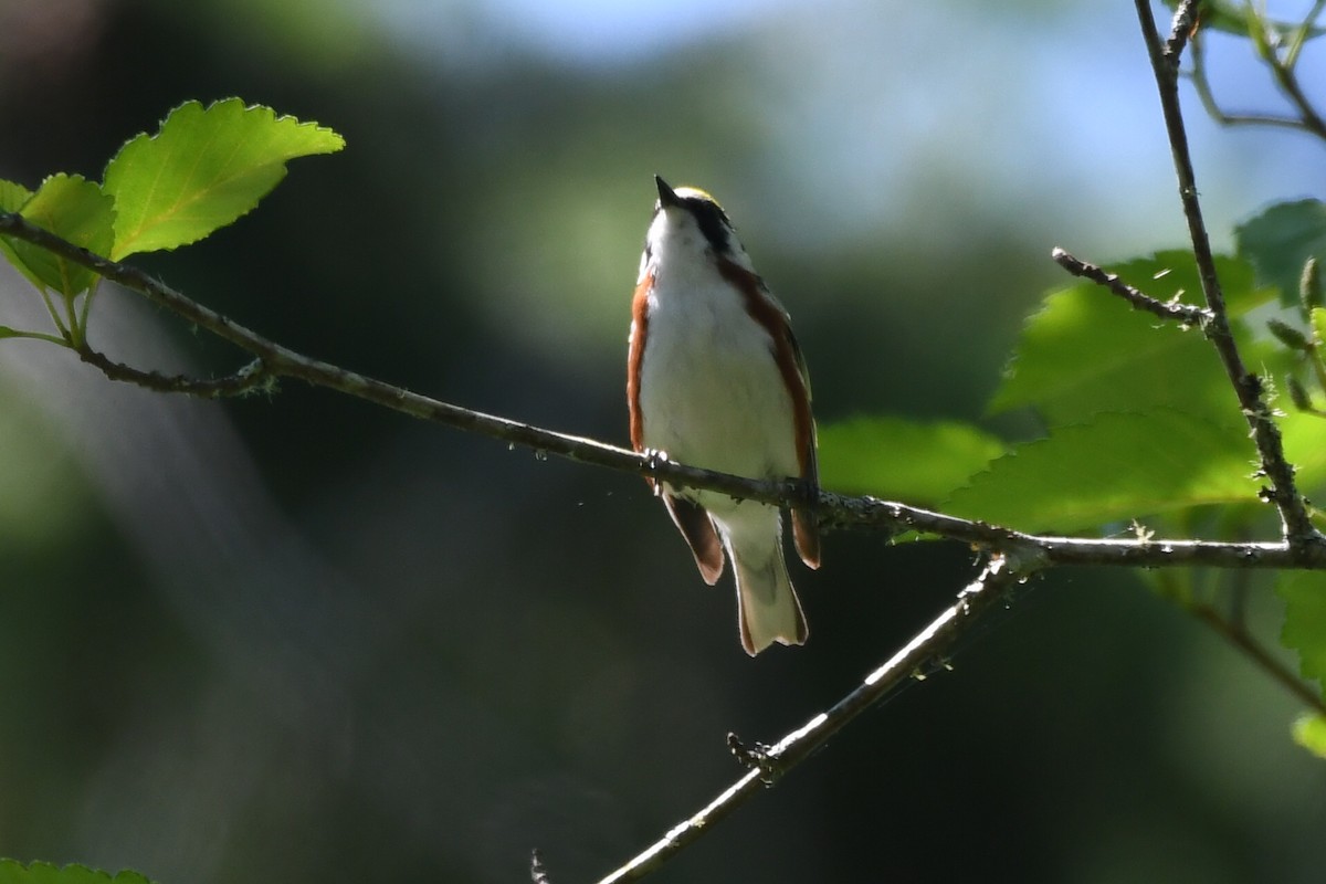 Chestnut-sided Warbler - ML588321051