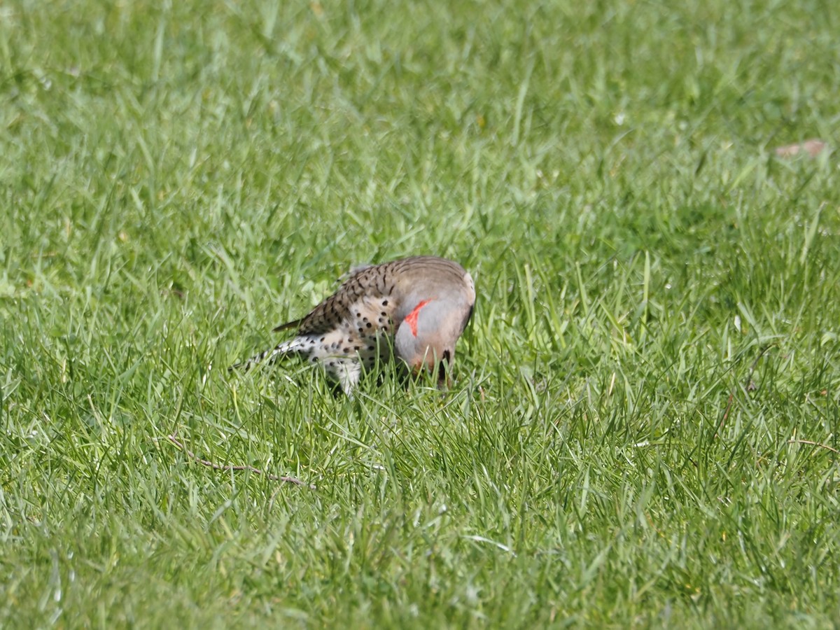 Northern Flicker - ML588321071