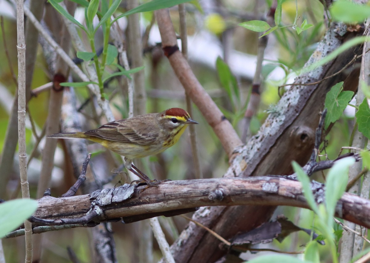 Palm Warbler - ML588321131