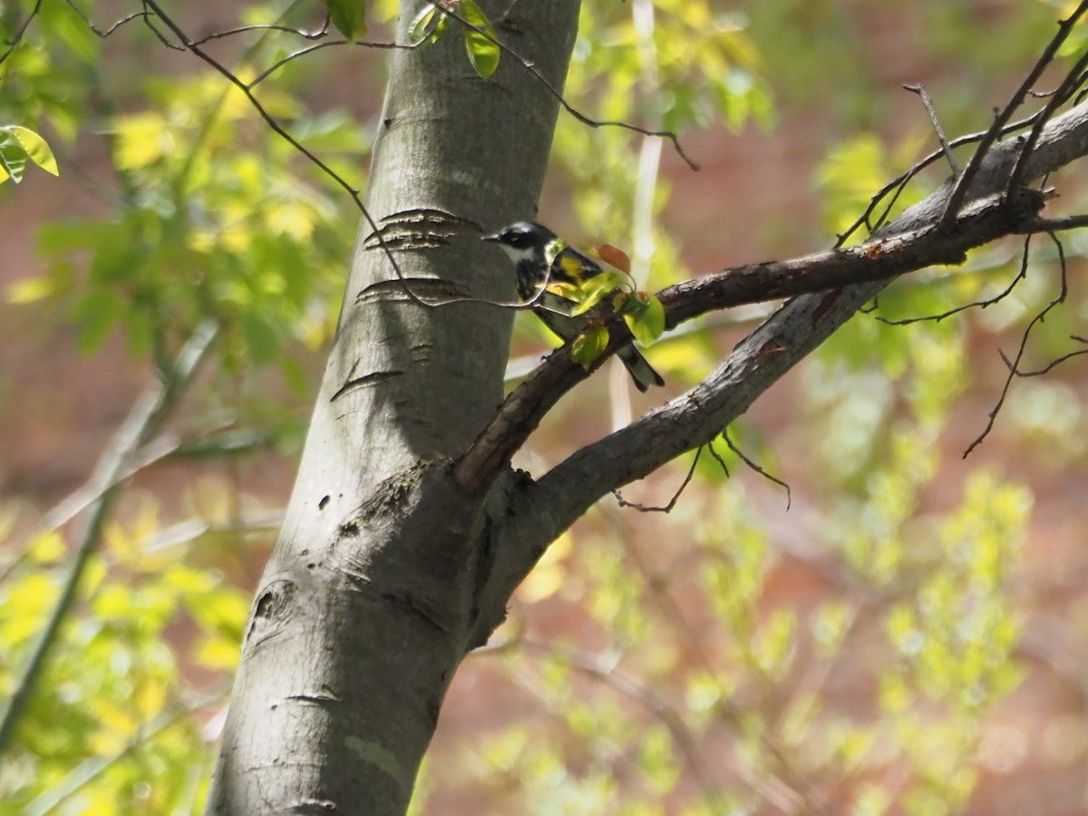 Yellow-rumped Warbler - ML588321761