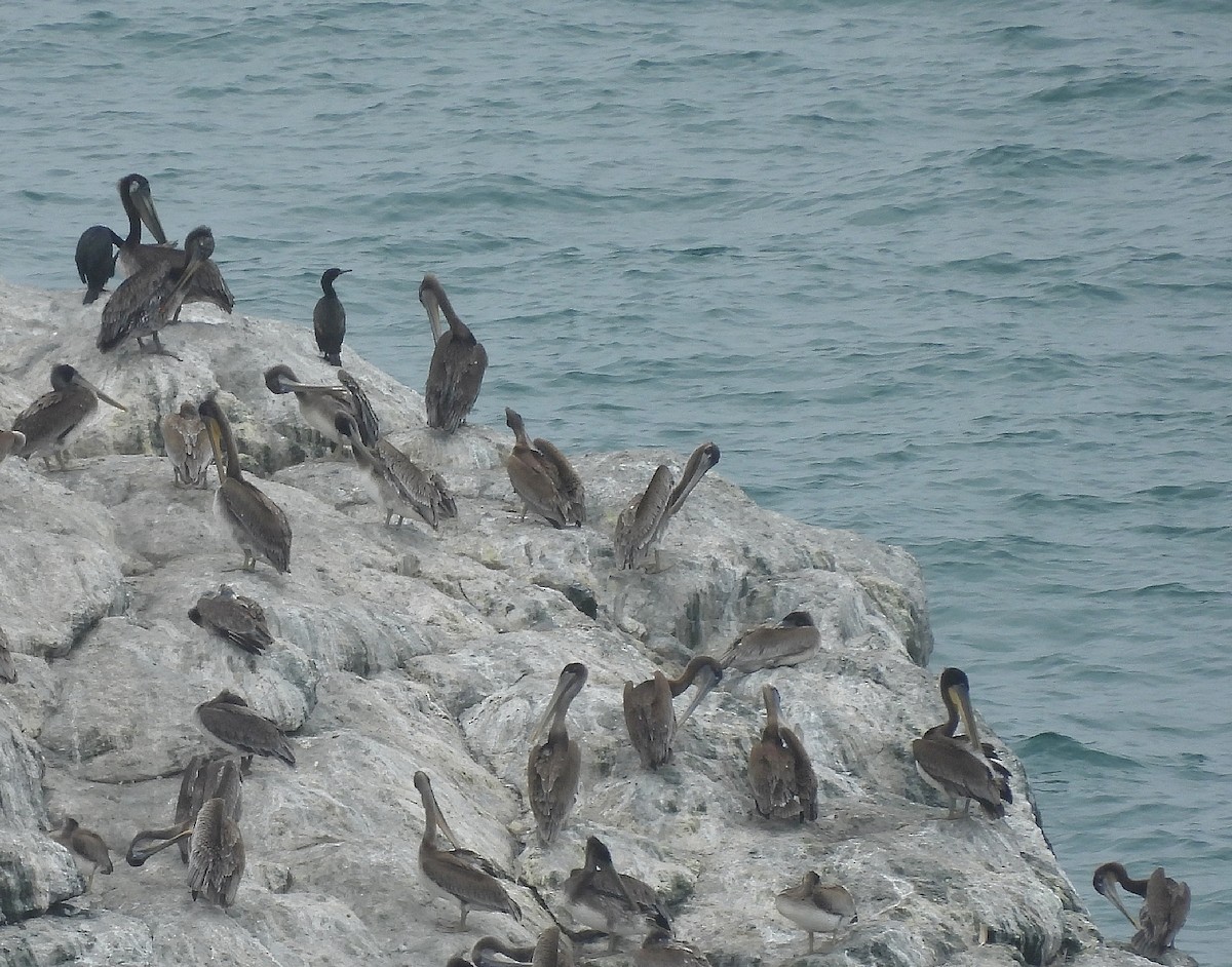 Brown Pelican - ML588321931