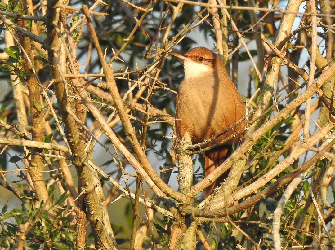 Chaco Earthcreeper - Aves-del-Taragüí/ SabinaDeLucca