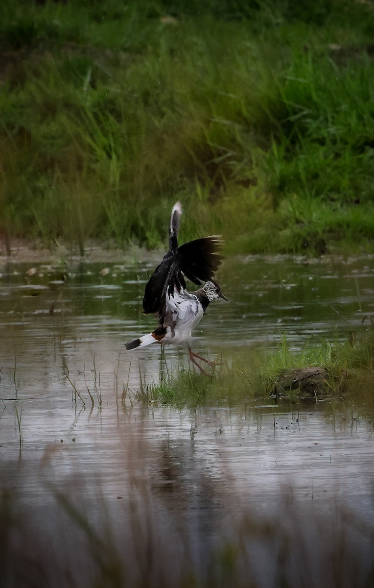 Northern Lapwing - ML588322371