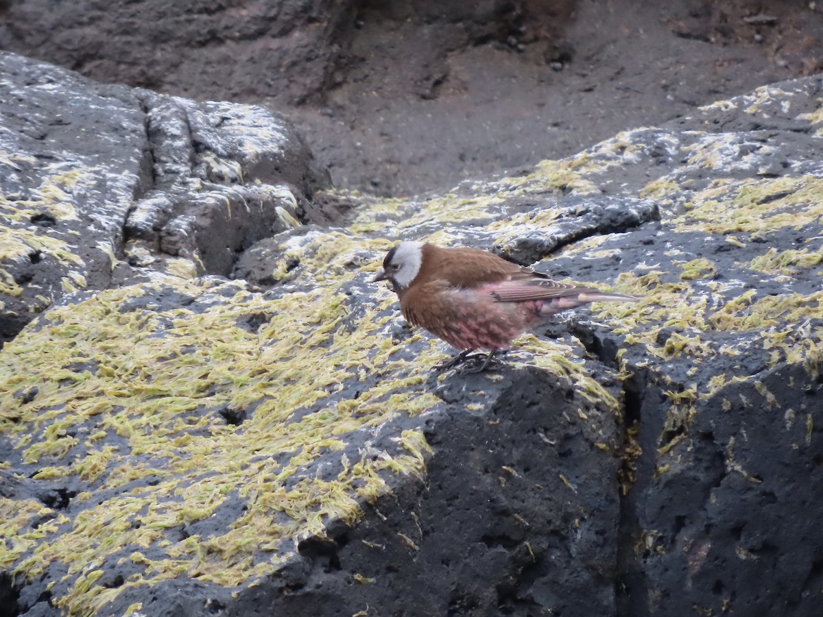 Gray-crowned Rosy-Finch (Pribilof Is.) - ML588322671