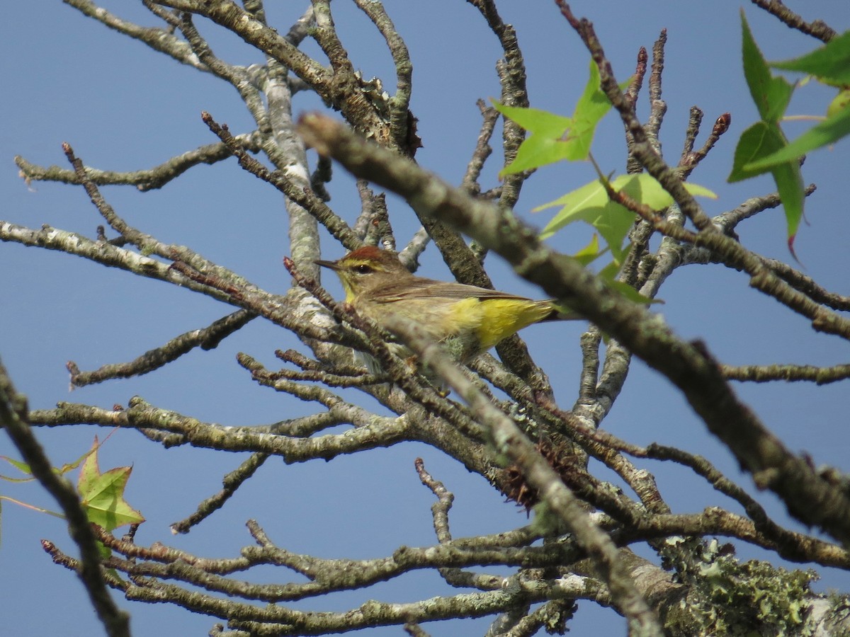 Palm Warbler (Western) - ML58832421