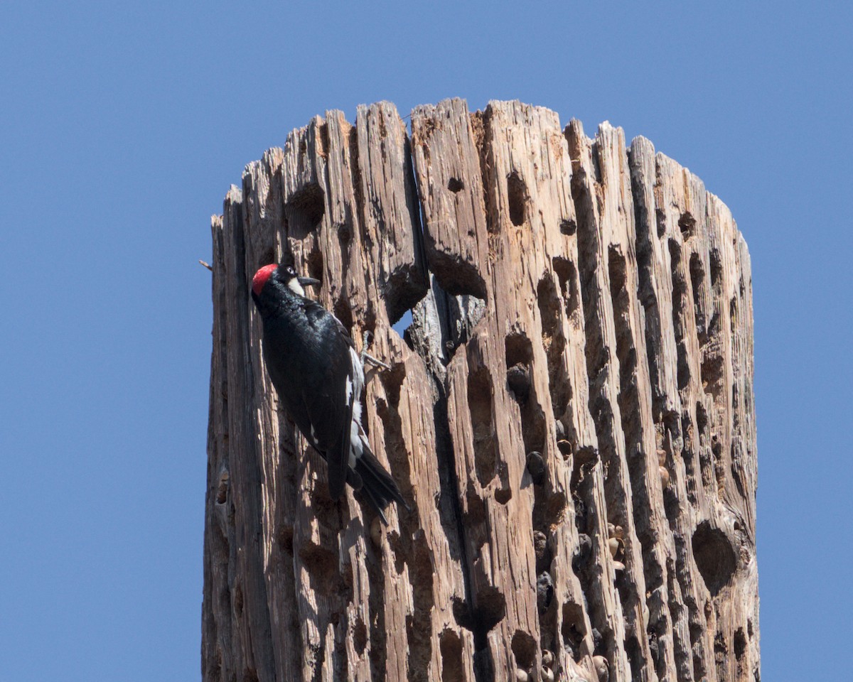 Acorn Woodpecker - David Lumpkin