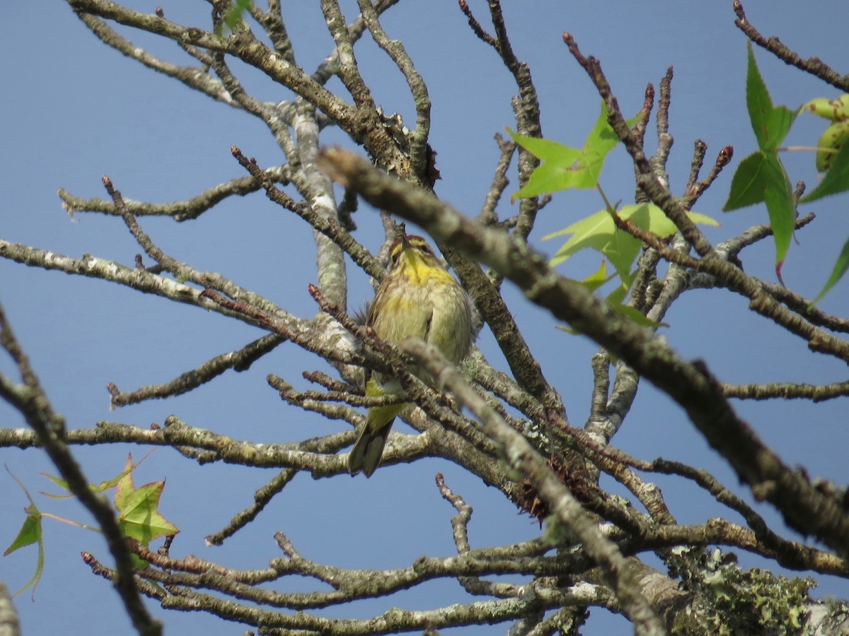 Palm Warbler (Western) - ML58832441