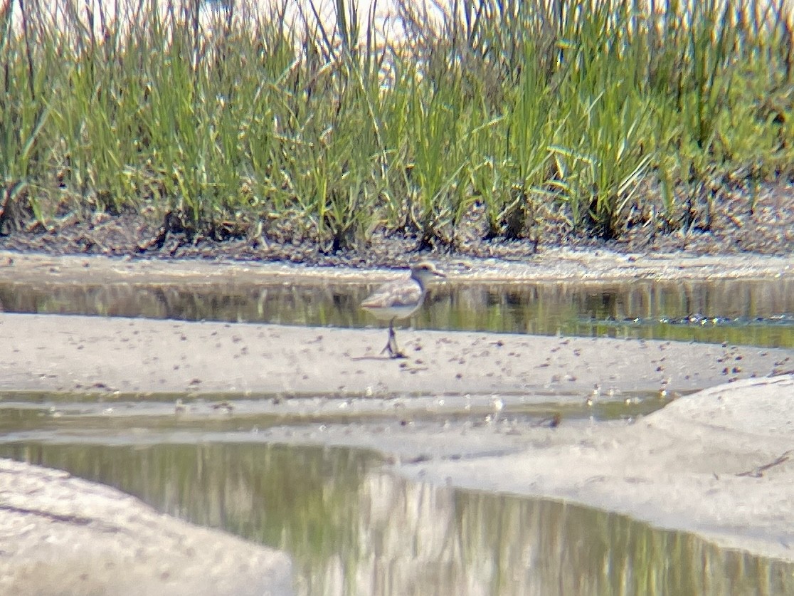Black-bellied Plover - ML588324461