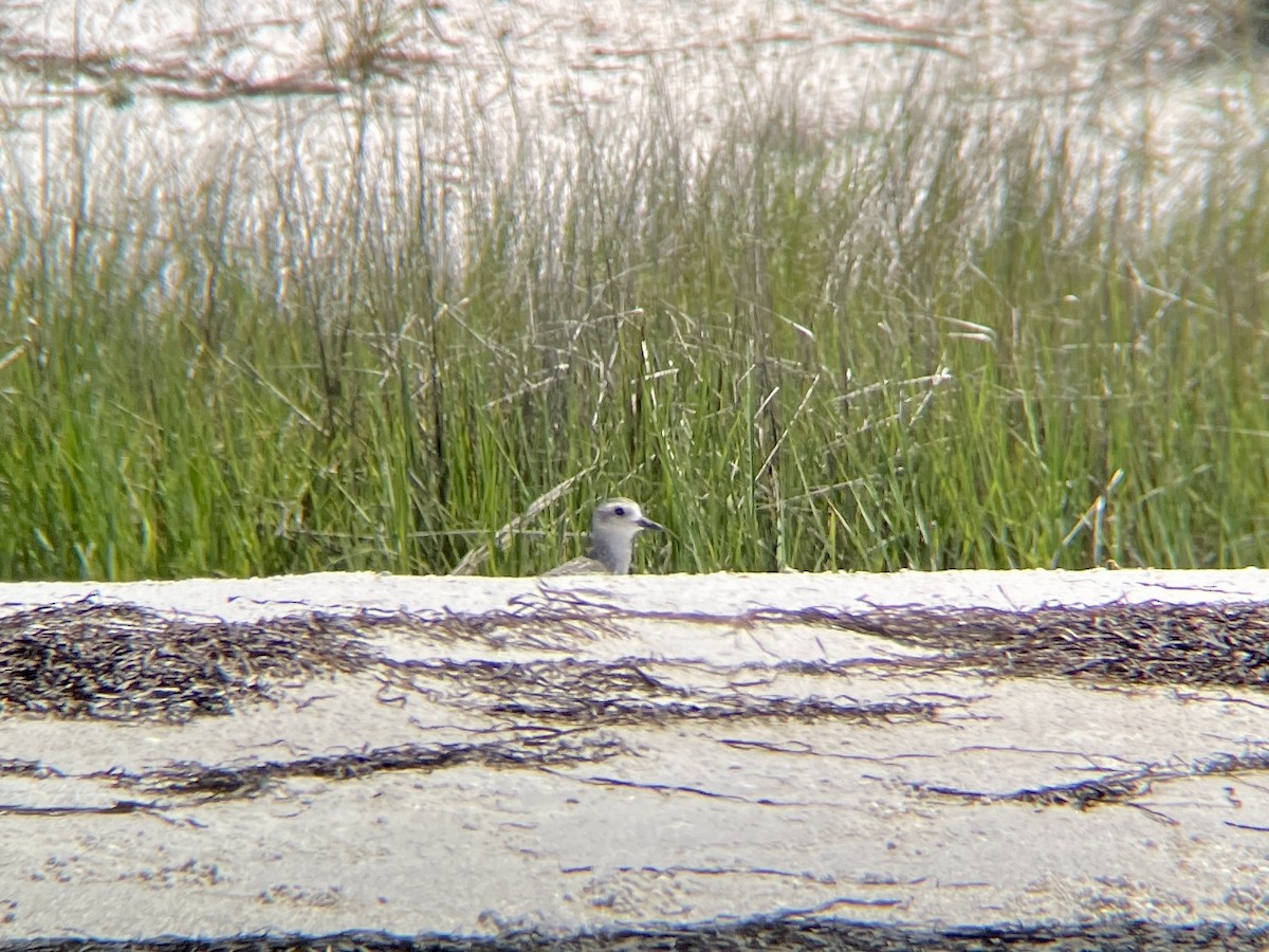 Black-bellied Plover - ML588324471