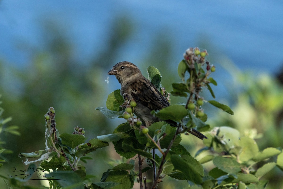 House Sparrow - ML588324481