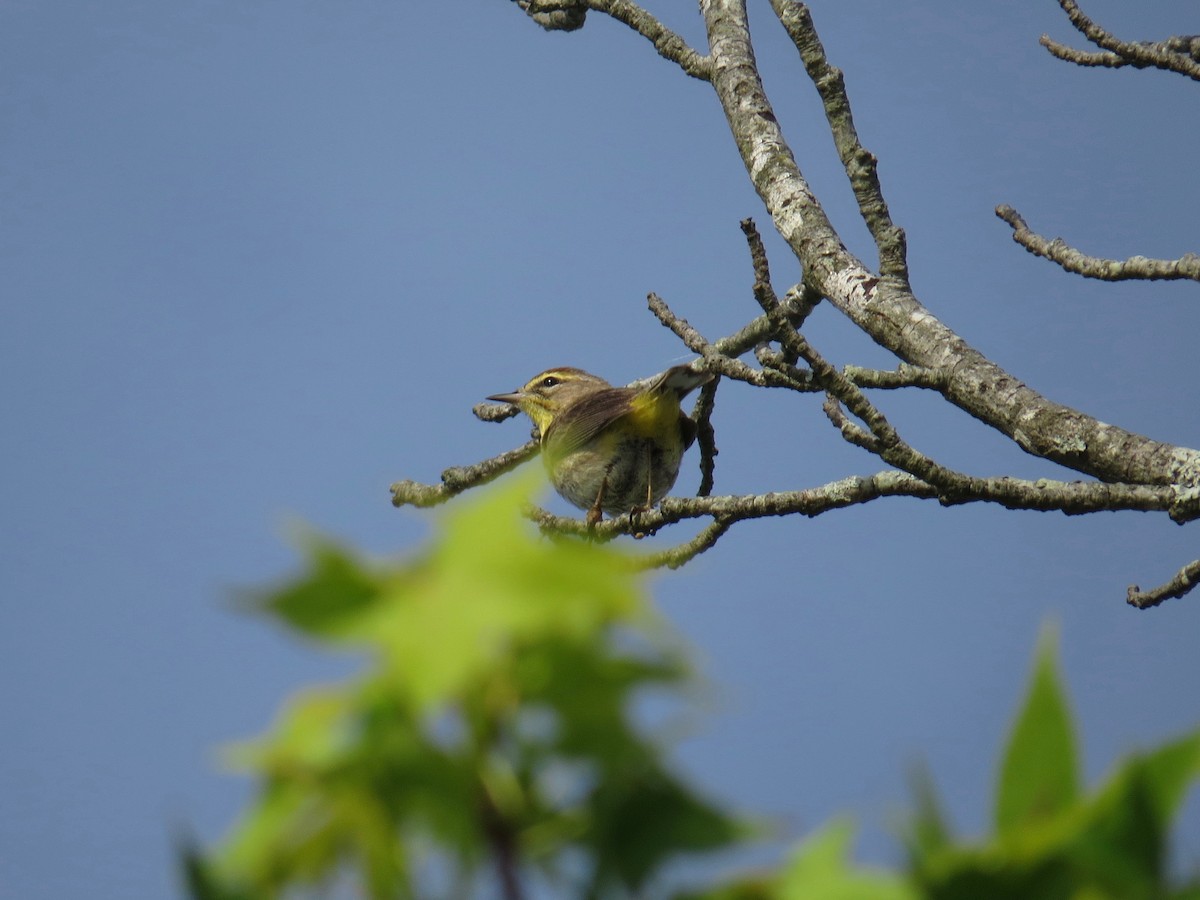 Palm Warbler (Western) - ML58832481