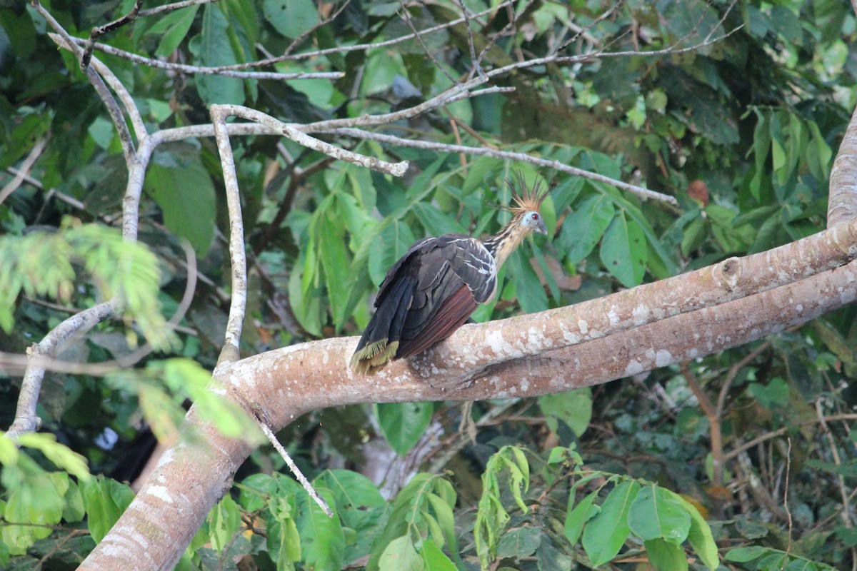 Hoatzin - Angela Vincent