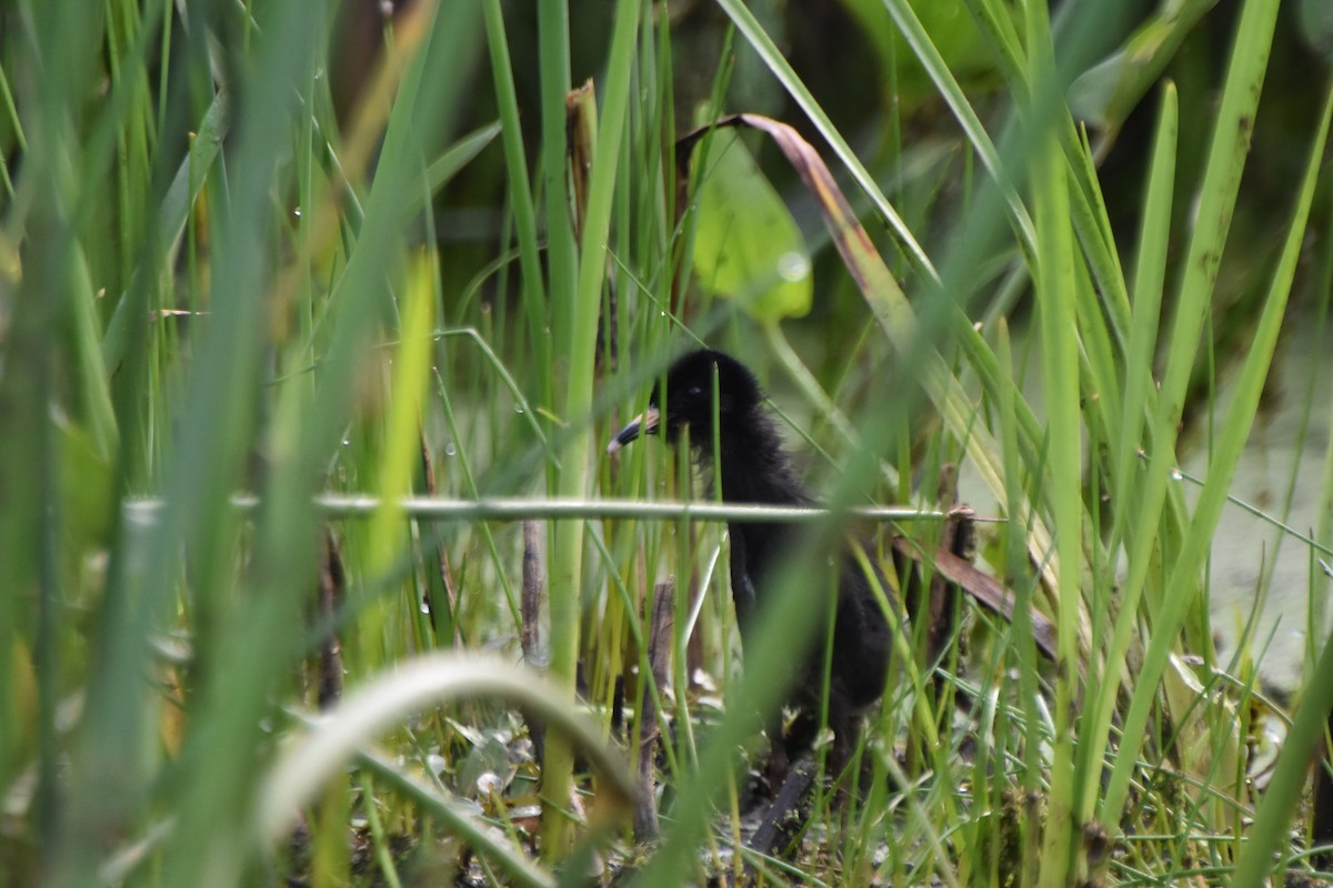 Virginia Rail - ML588325631