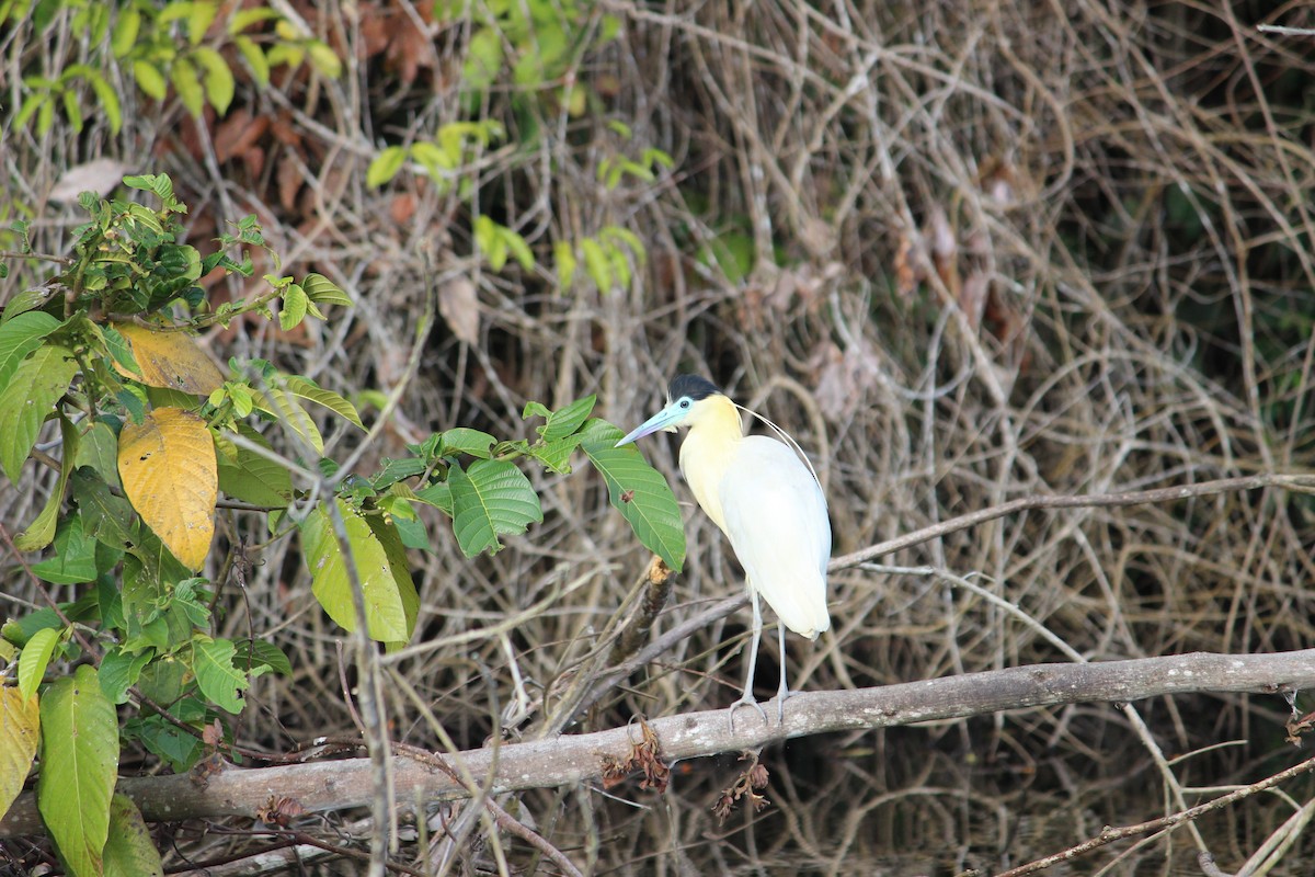 Garza Capirotada - ML588325901