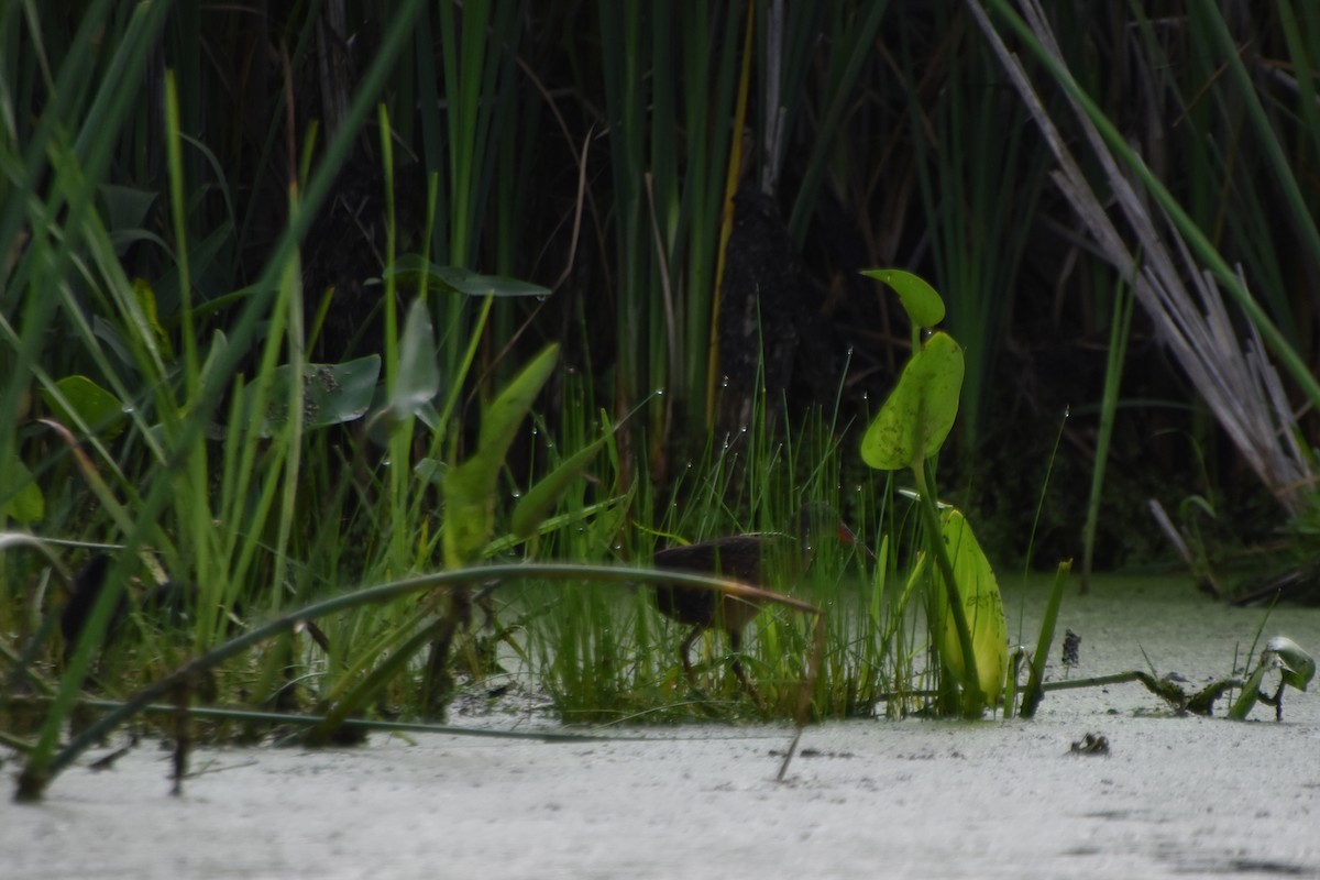 Virginia Rail - ML588326221