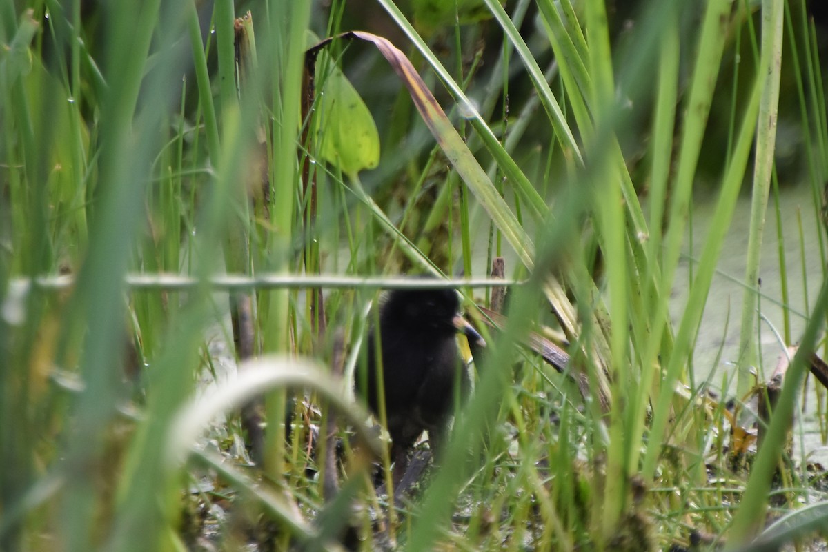 Virginia Rail - ML588326671
