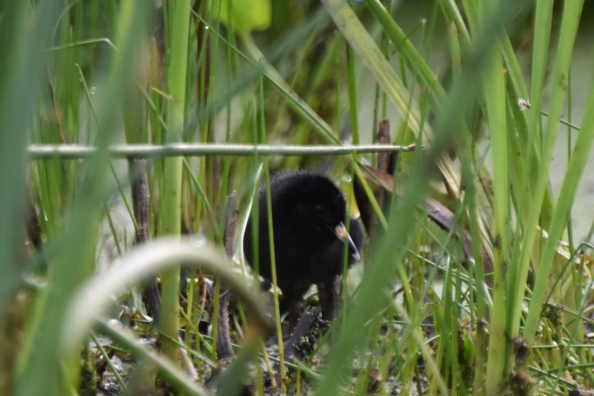 Virginia Rail - ML588326691