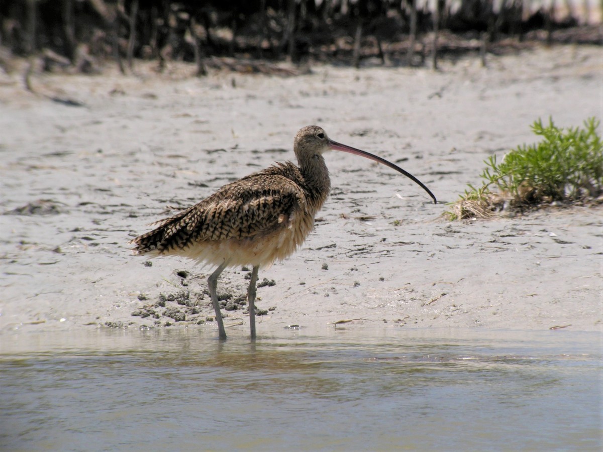 Long-billed Curlew - ML588326711