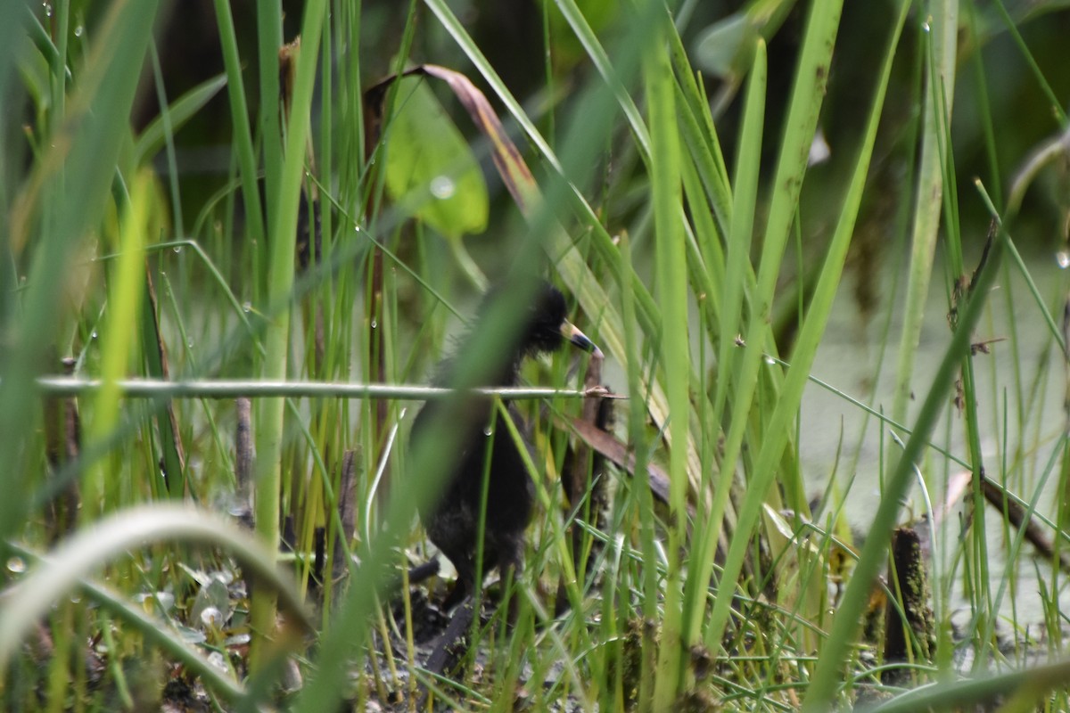 Virginia Rail - ML588326881