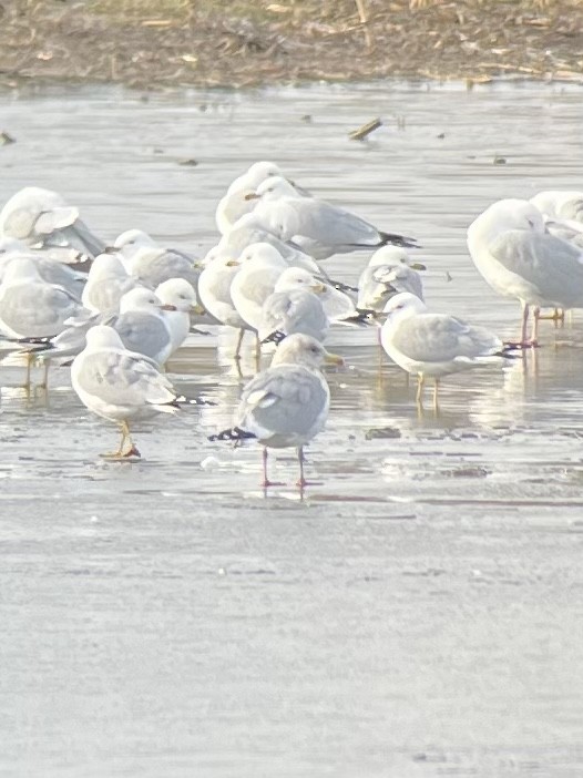 Iceland Gull (Thayer's) - ML588326941