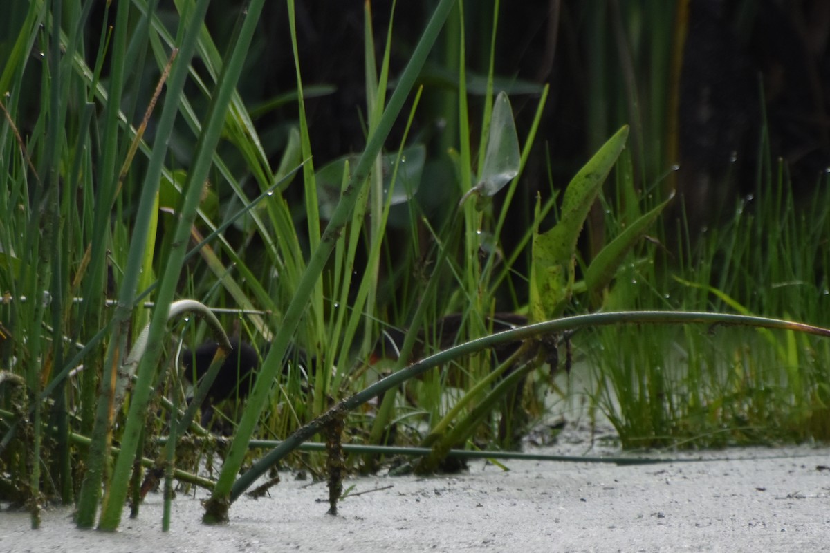 Virginia Rail - ML588326991