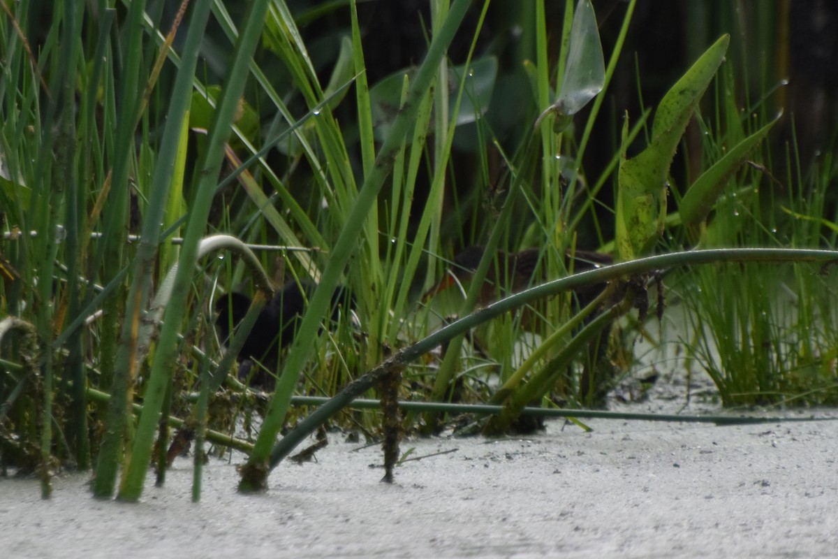 Virginia Rail - ML588327111