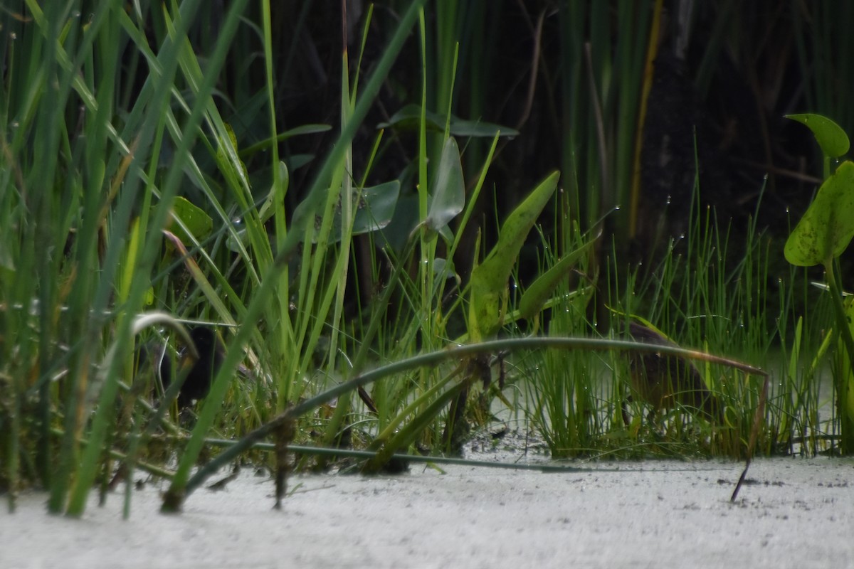 Virginia Rail - ML588327331