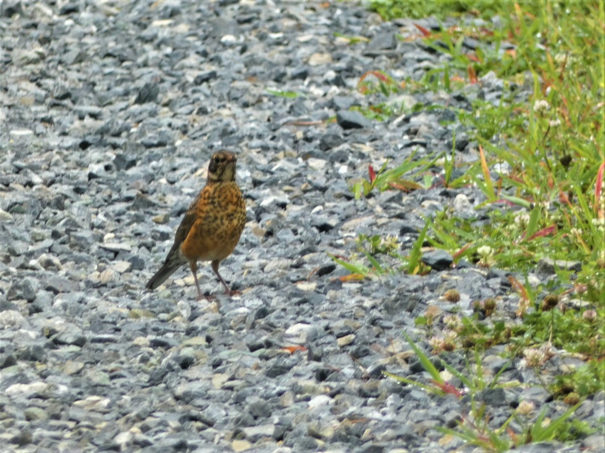 American Robin - ML588331061