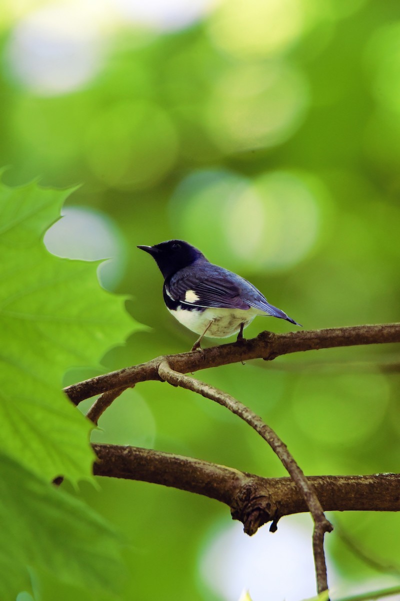 Black-throated Blue Warbler - ML588331301