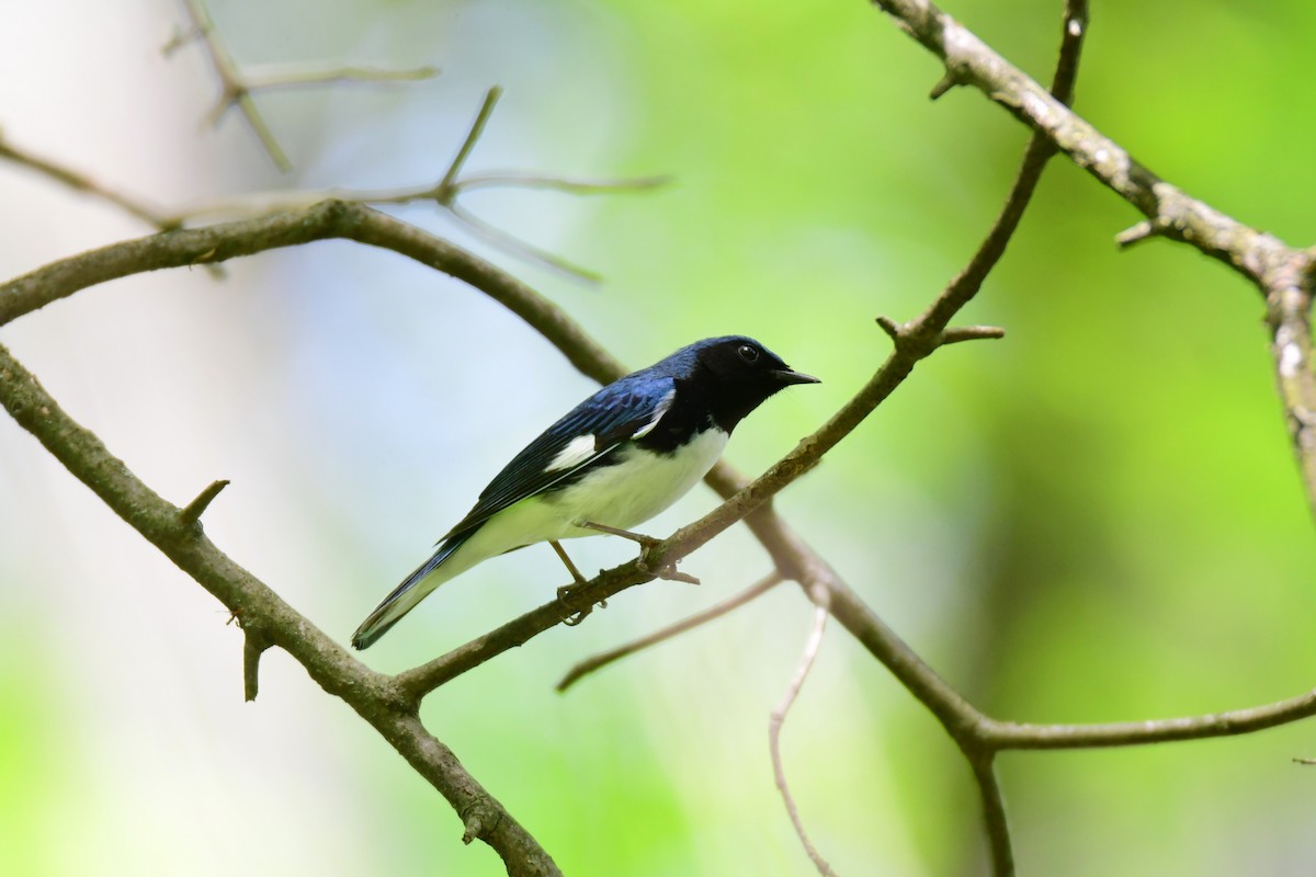 Black-throated Blue Warbler - ML588331311