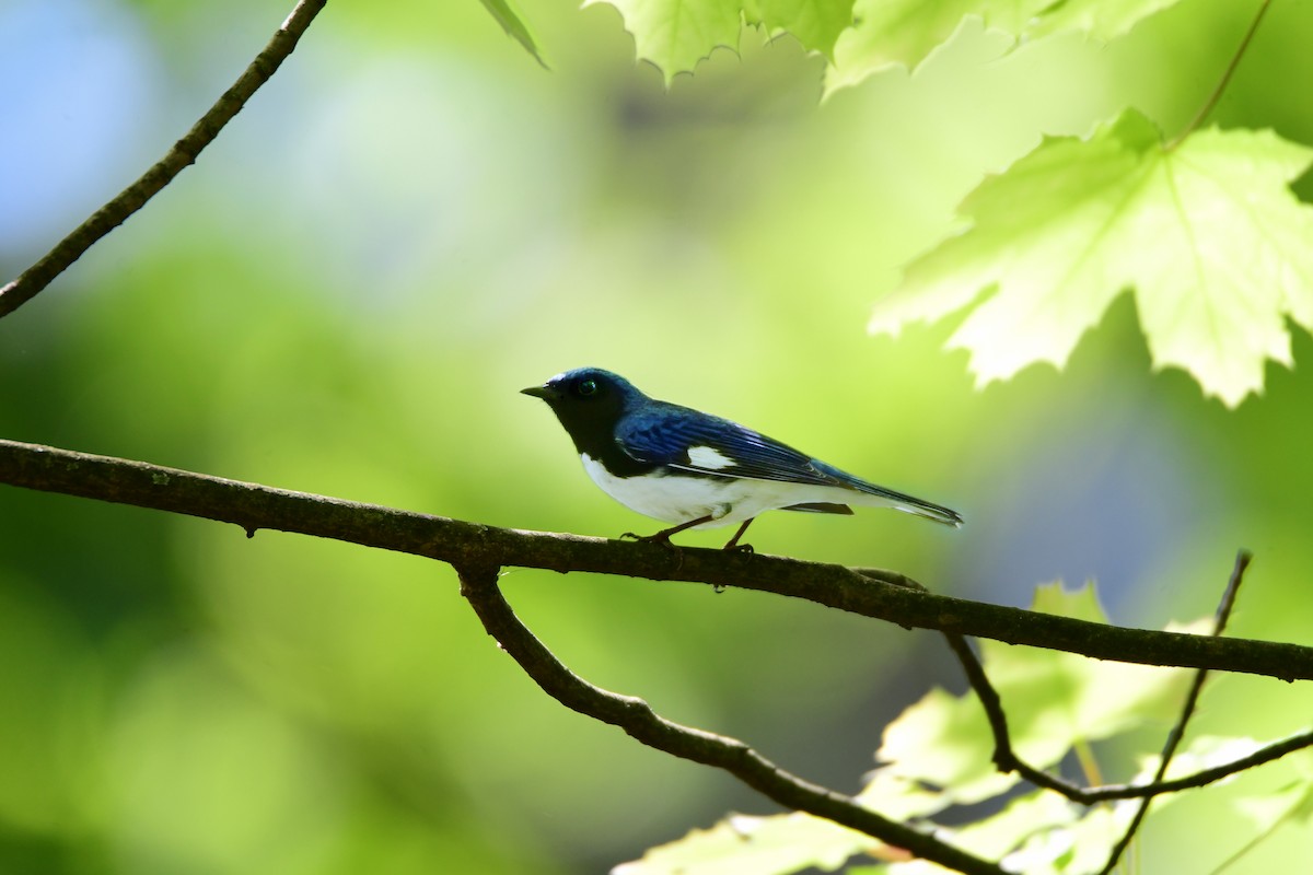 Black-throated Blue Warbler - ML588331321