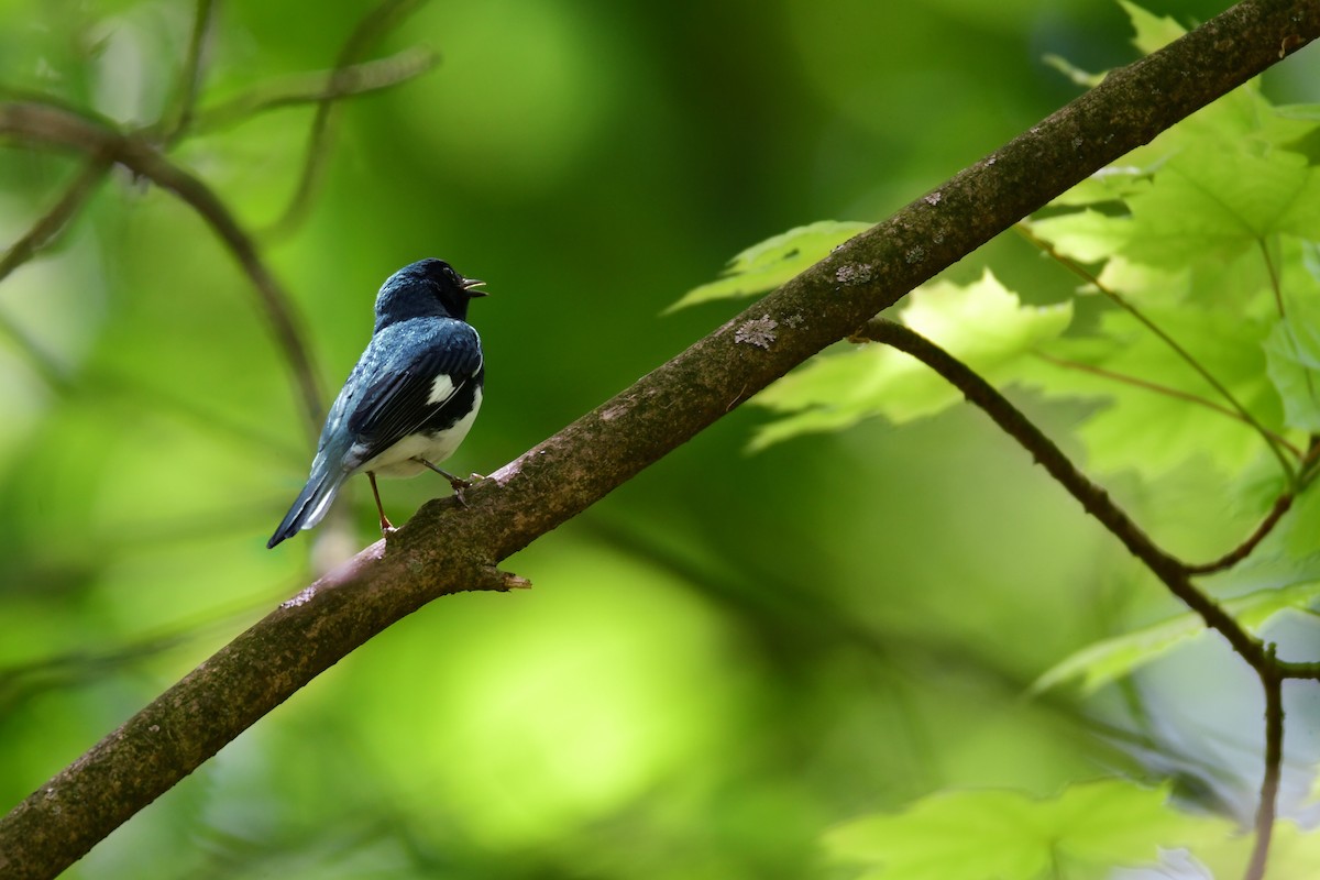 Black-throated Blue Warbler - ML588331331