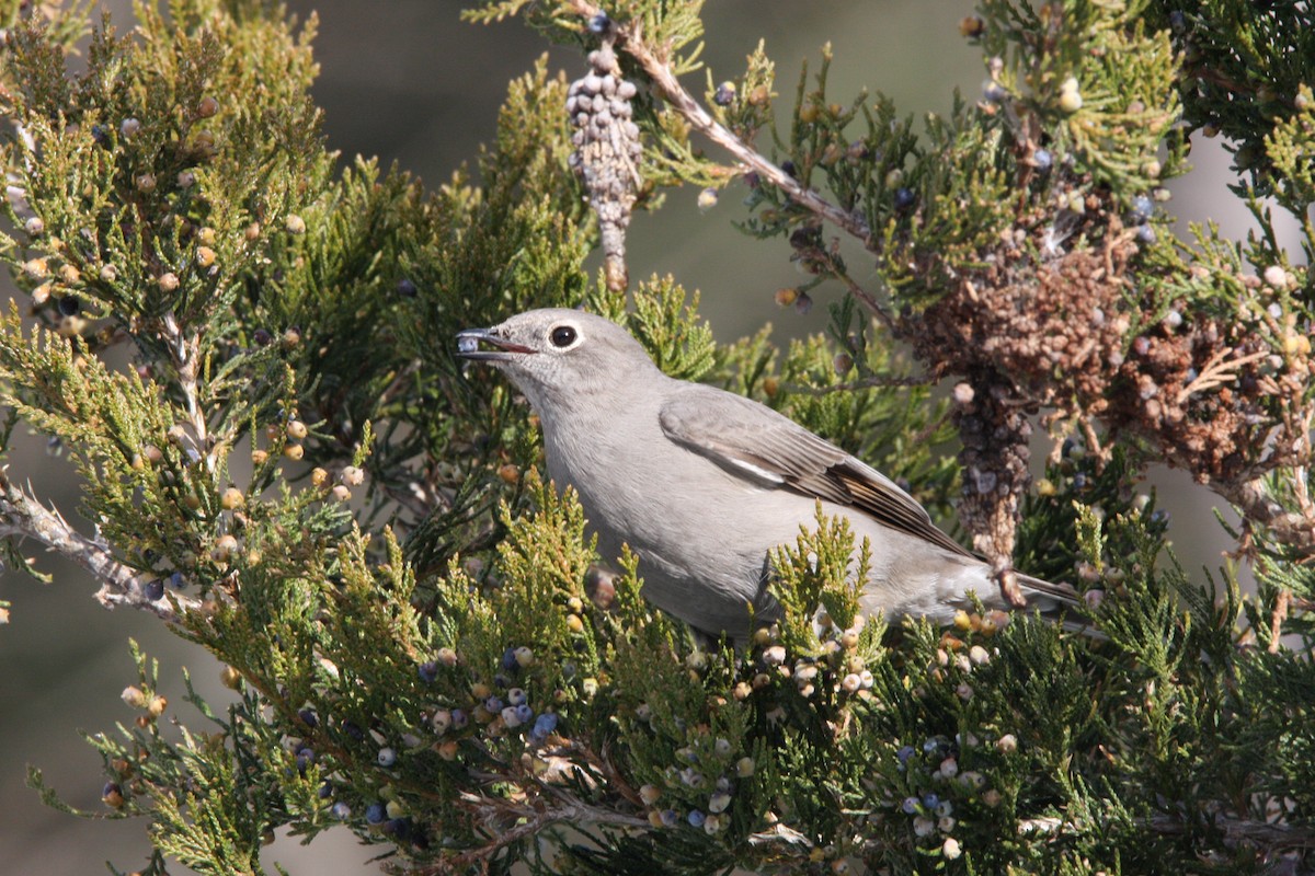 Townsend's Solitaire - ML588332511