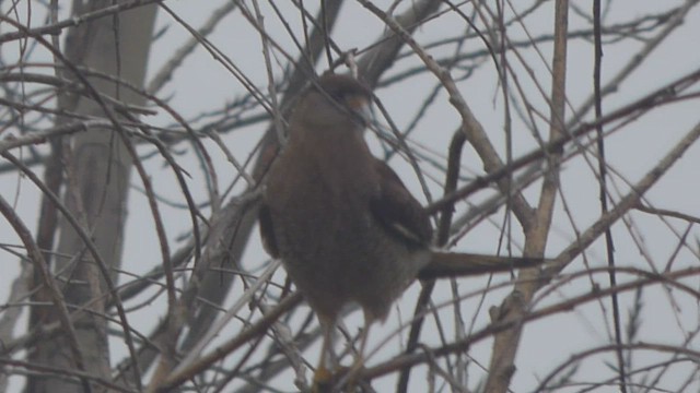 Chimango Caracara - ML588332761