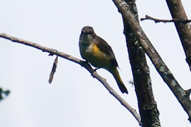 American Redstart - Harold Erland