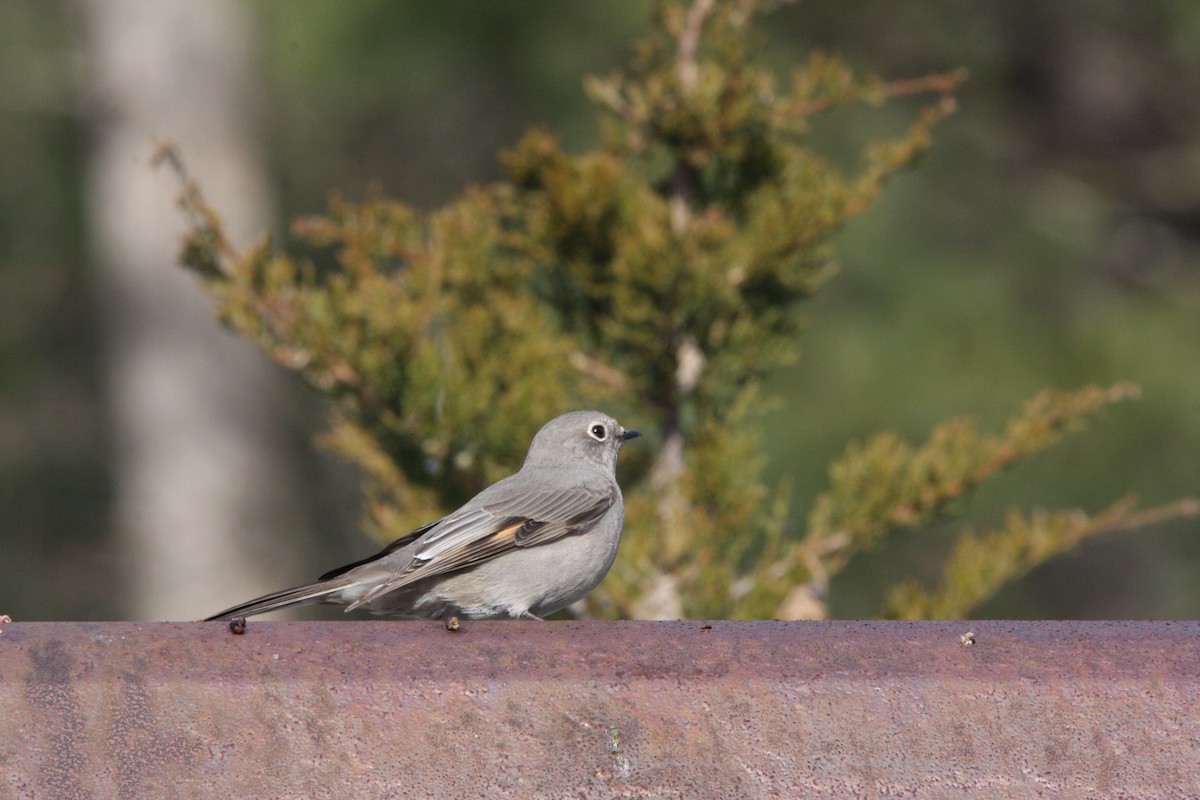 Townsend's Solitaire - ML588333031