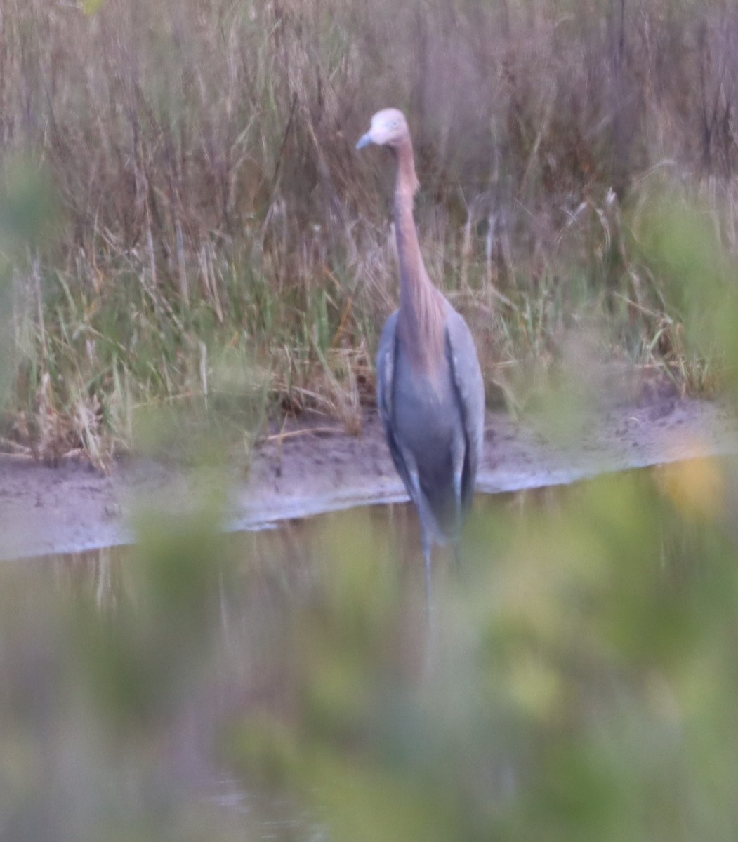 Reddish Egret - ML588333411