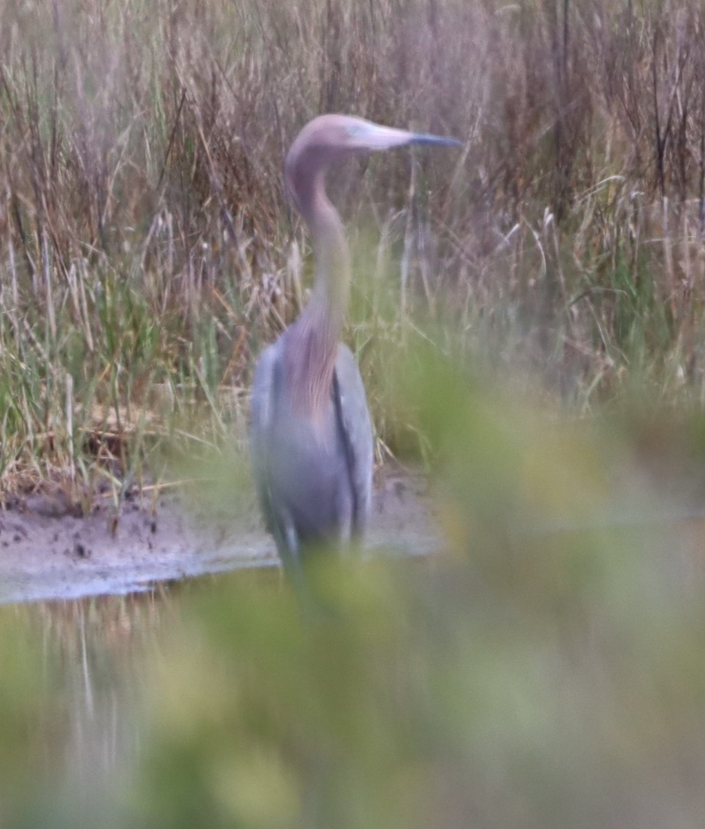 Reddish Egret - ML588333561