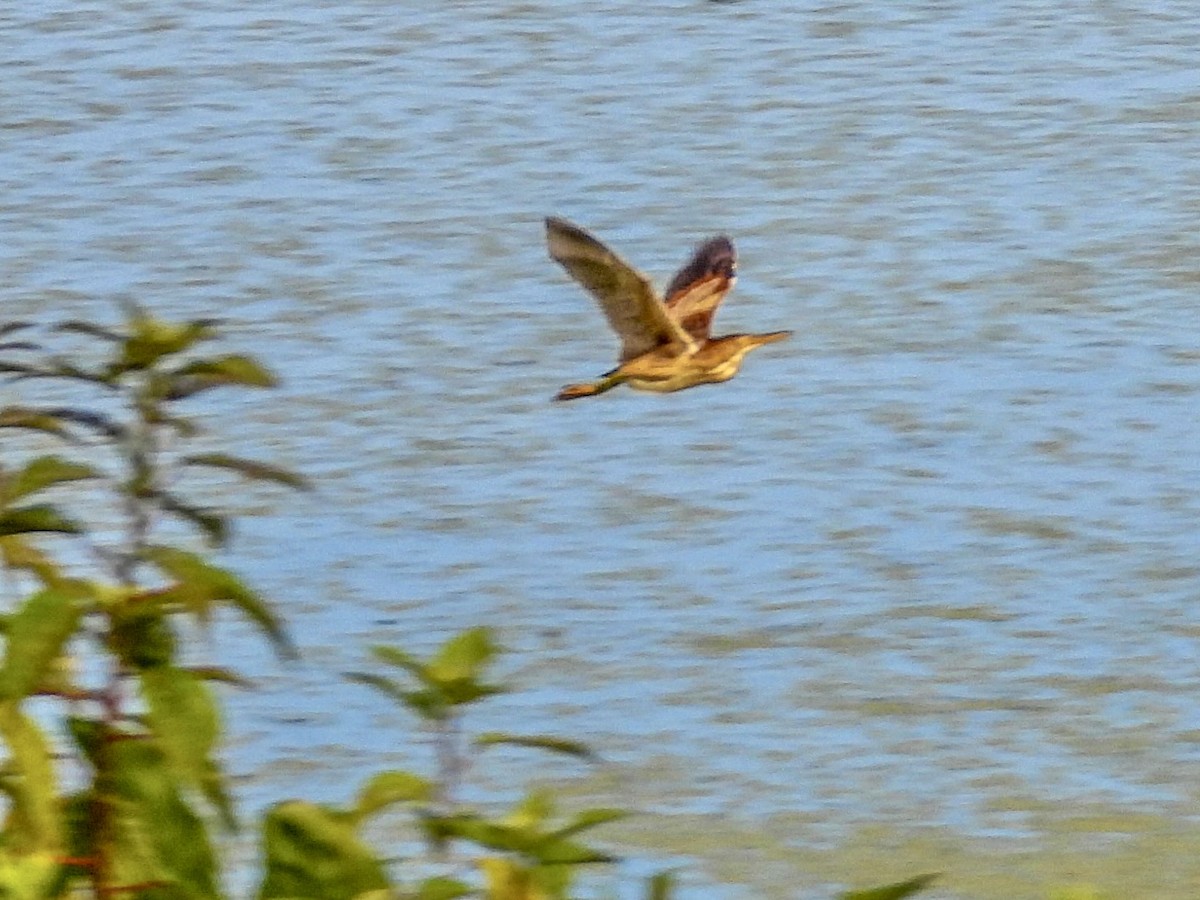 Least Bittern - ML588335251