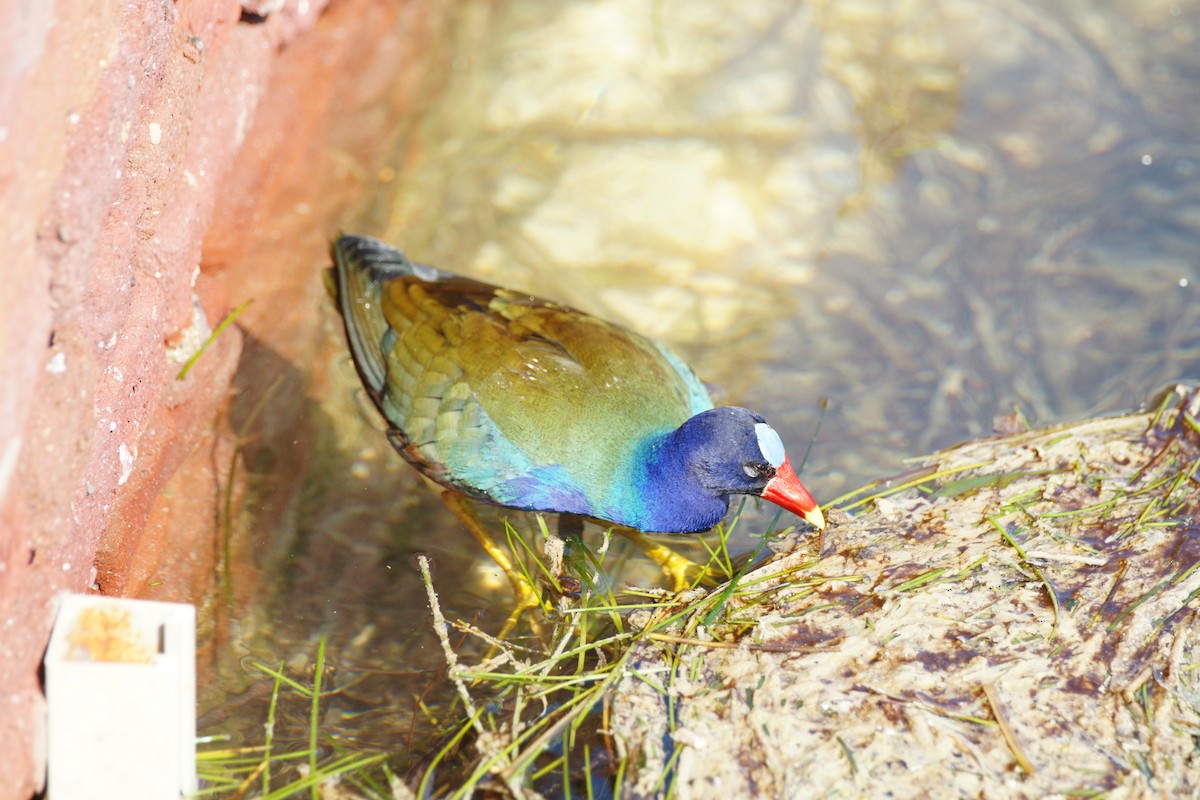 Purple Gallinule - ML588335341