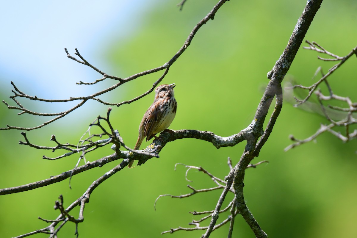 Song Sparrow - ML588335361