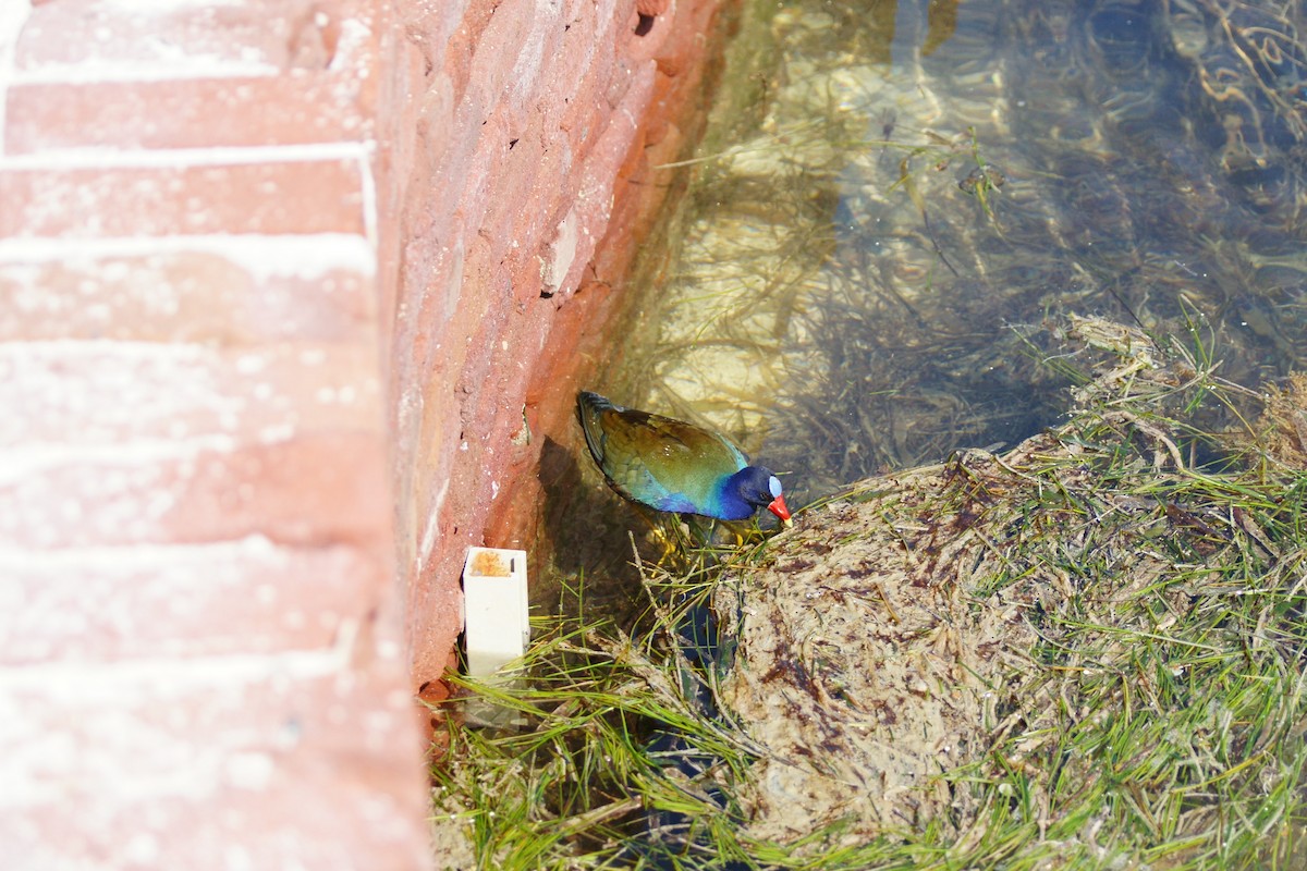 Purple Gallinule - ML588335371