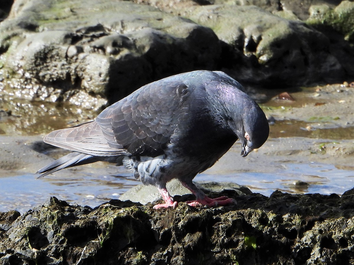 Rock Pigeon (Feral Pigeon) - ML588336651