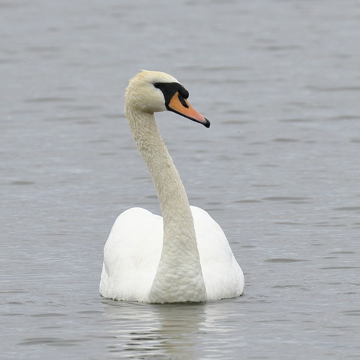 Mute Swan - Michael Mammoser