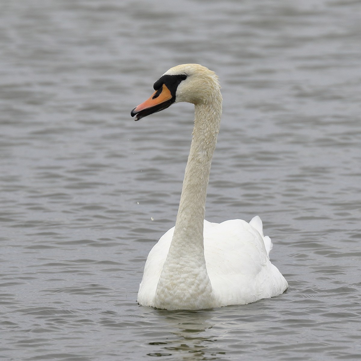 Mute Swan - Michael Mammoser